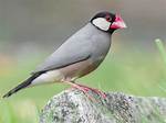 Java Finches