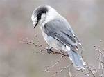 Jay Canada