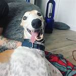 Jenna Marbles Pets - Celebrity Pets