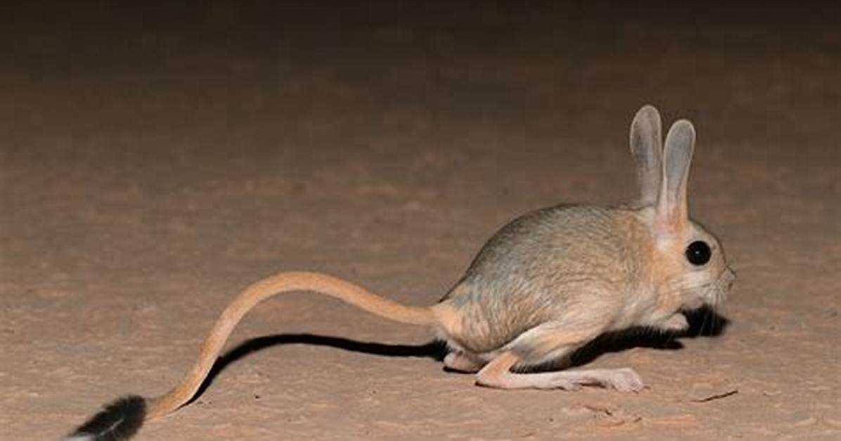 Jerboas