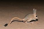 Jerboas