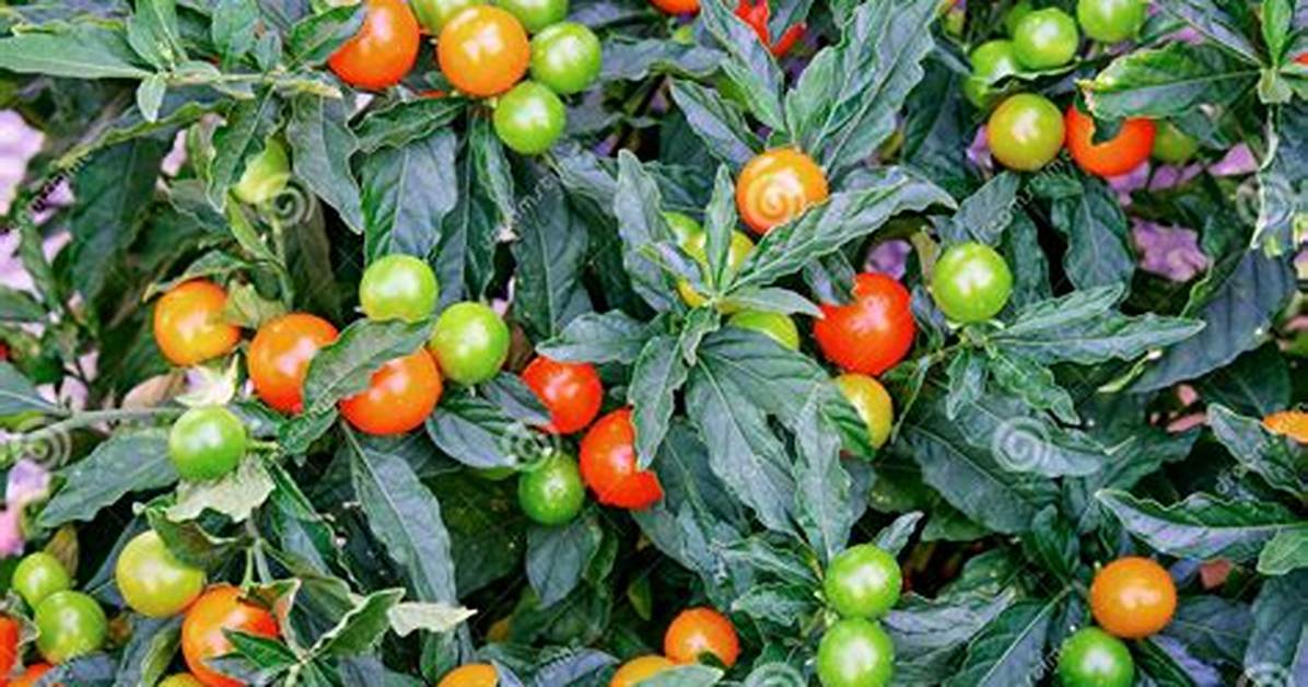 Jerusalem Cherry