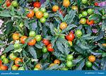 Jerusalem Cherry