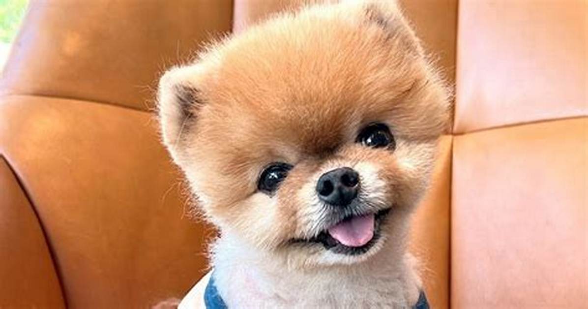 Jiff Pom