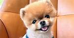 Jiff Pom