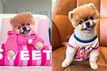 Jiffpom
