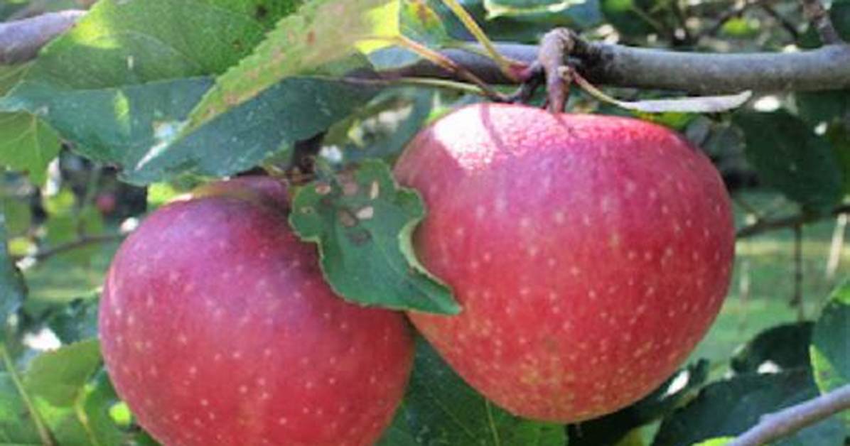 Jonathan Apple