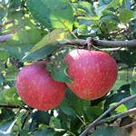 Jonathan Apple