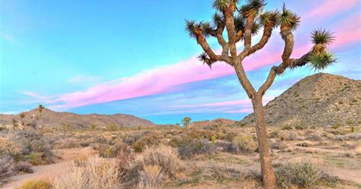 Joshua Tree Elevation