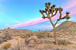 Joshua Tree Elevation
