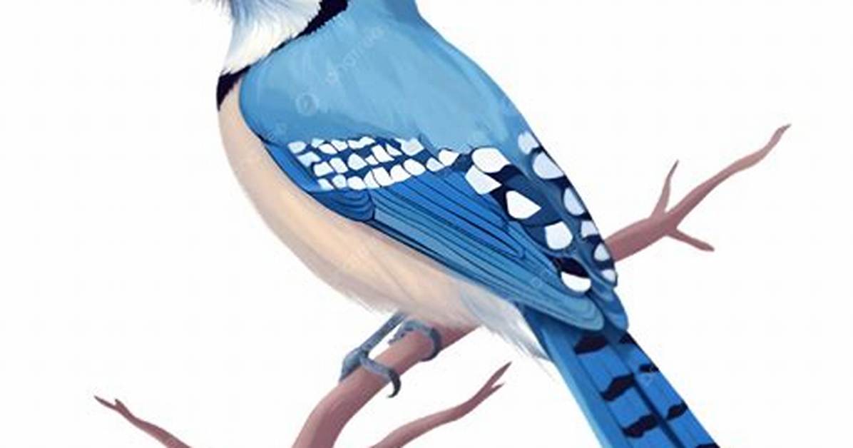 Joy Bird Com
