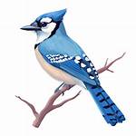 Joy Bird Com
