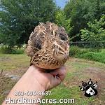 Jumbo Quail