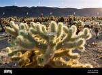 Jumping Cholla Cactus