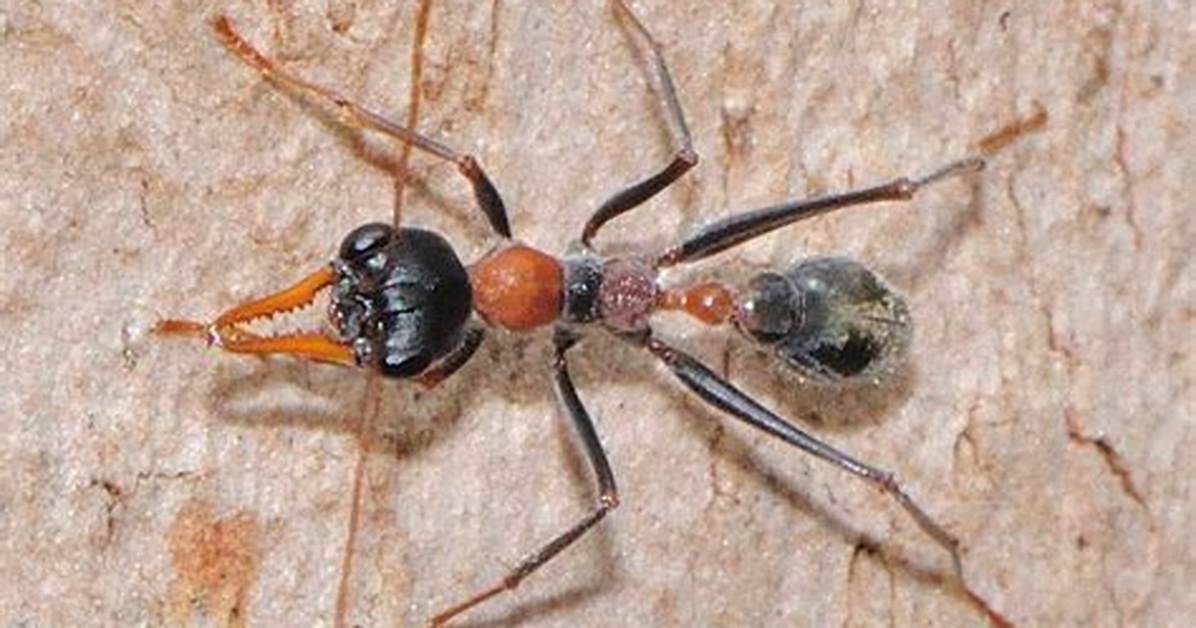 Jumping Jack Ant
