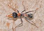 Jumping Jack Ant