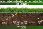 June Bug Life Cycle