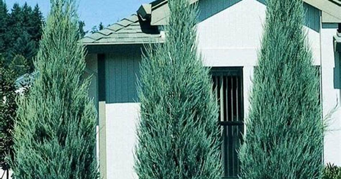 Juniper Skyrocket