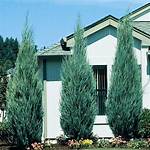 Juniper Skyrocket