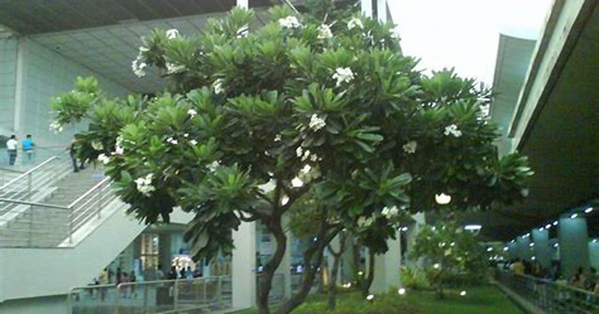 Kalachuchi Tree