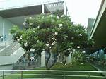 Kalachuchi Tree