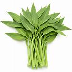 Kangkong