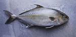Kanpachi Fish