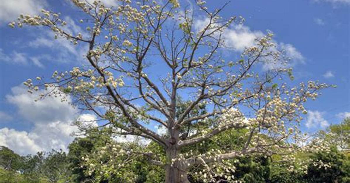 Kapok Trees