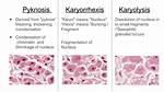 Karyorrhexis