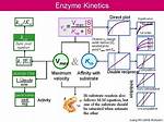Kcat/Km