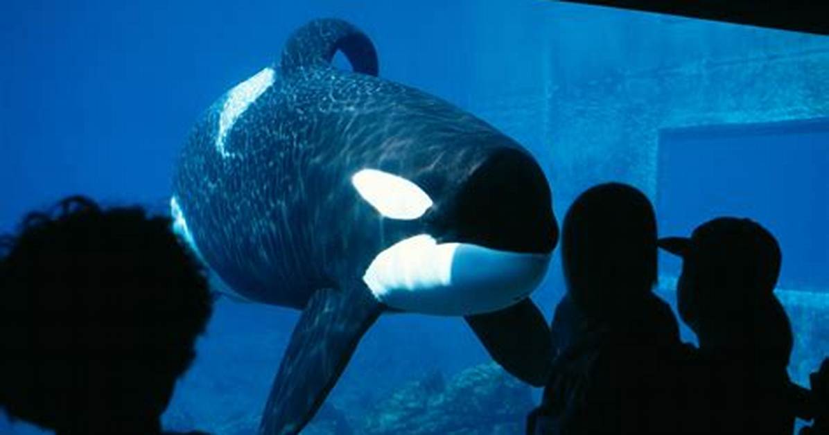 Keiko (Orca)