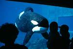 Keiko (Orca)