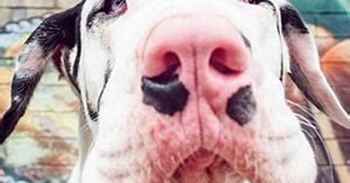 Kernel the Great Dane