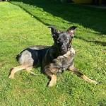 Kevin Levrone Pets - Celebrity Pets