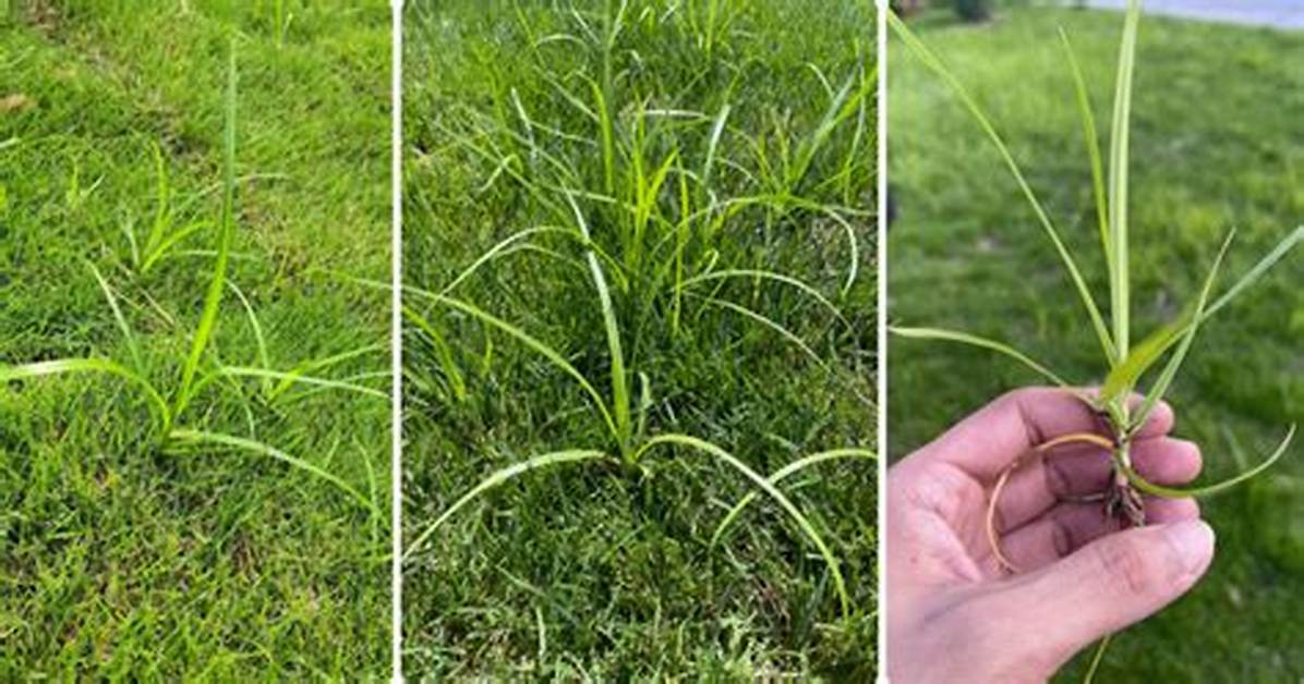 Kill Nutsedge