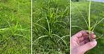 Kill Nutsedge