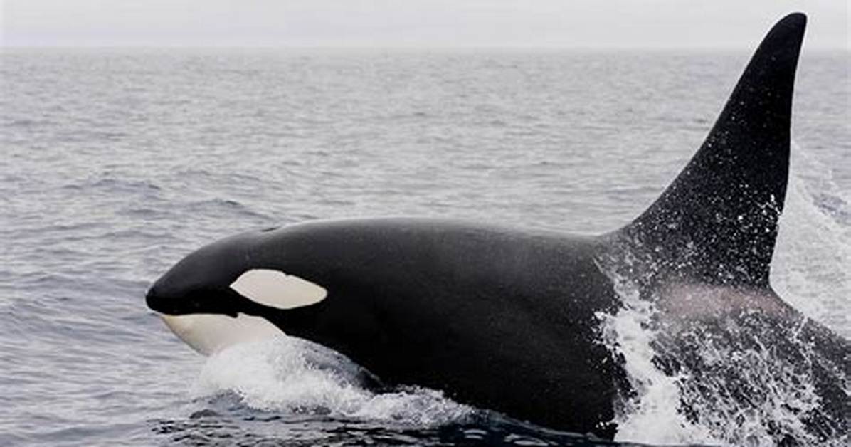 Killer Whale
