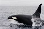 Killer Whale