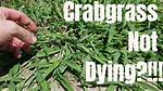 Killing Crabgrass