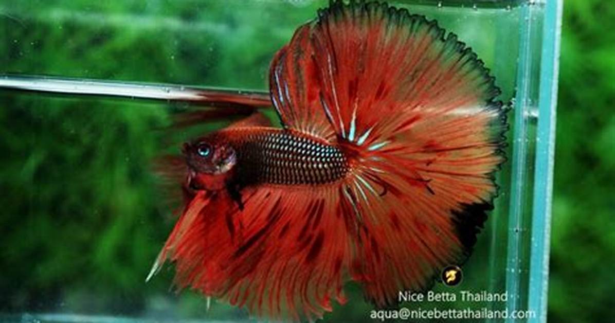King Betta
