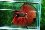 King Betta