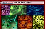 Kingdom Bacteria