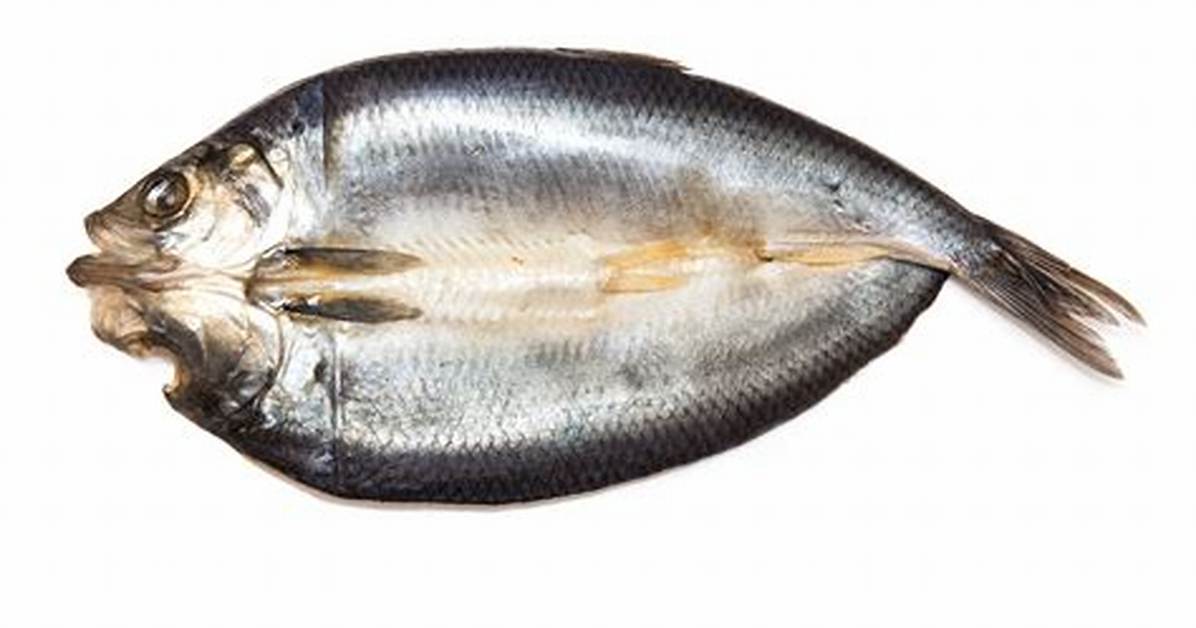 Kipper Fish
