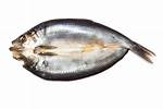 Kipper Fish