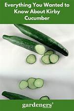Kirby Cucumbers