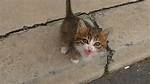 Kitten's Cry