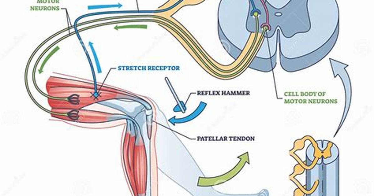 Knee Reflex