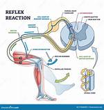 Knee Reflex