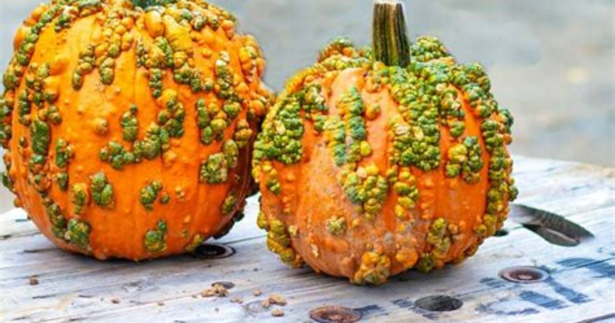 Knucklehead Pumpkin