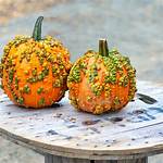 Knucklehead Pumpkin
